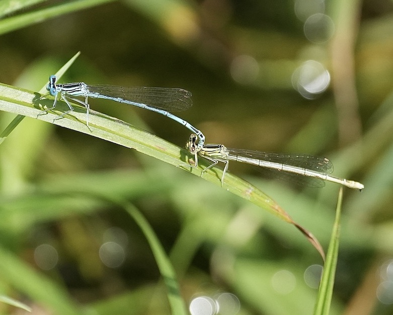 white-legged damselfly